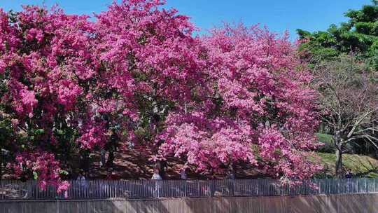 深圳盛开的异木棉花2