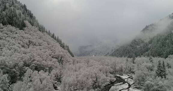 自然保护地 冬季 森林 云杉 大雪覆盖