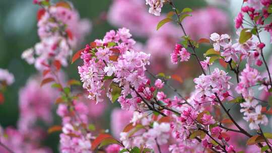 海棠花花开樱花花春天花瓣开花樱花