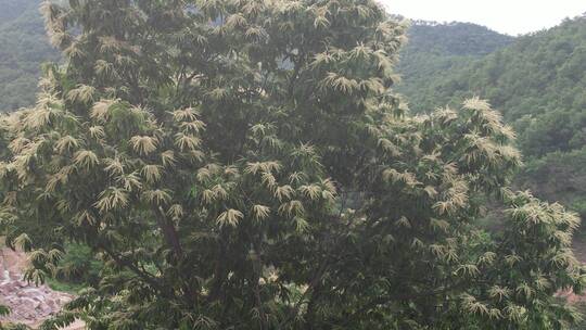 航拍威海正棋山夏季的山间道路和板栗树