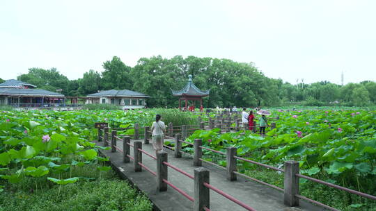 武汉东湖磨山景区盆景园荷花