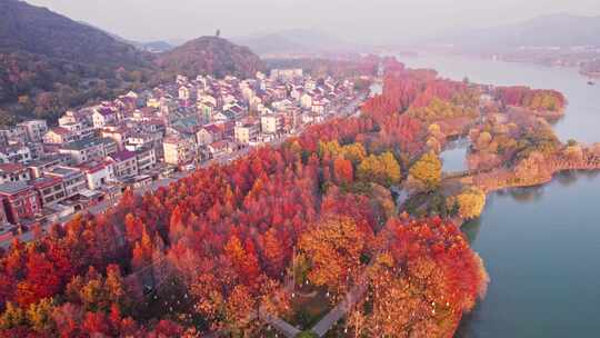 杭州湘湖秋天水杉林风景航拍