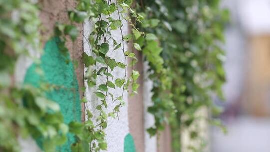 风吹起墙上的绿植物【原素材】