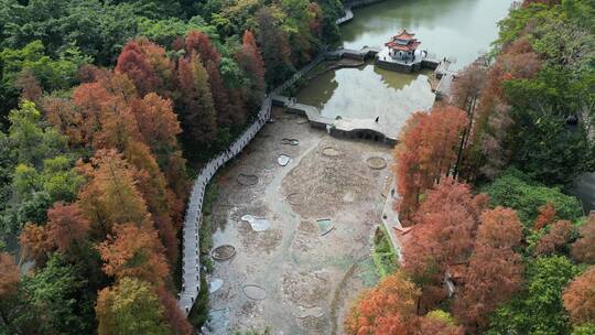 深圳仙湖植物园落羽杉