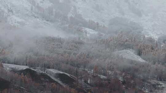 航拍新疆禾木村雪后的树林