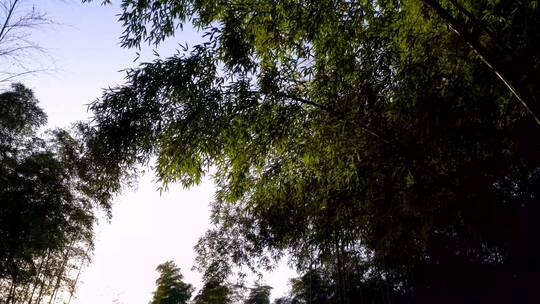 杭州西湖植物园花草建筑树林4K实拍视频