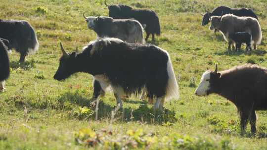 草原羊群牛群吃草放牧新疆内蒙4K