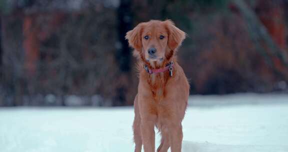 狗，金毛猎犬，玩耍，雪