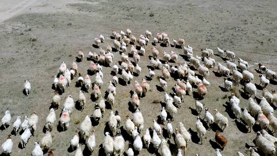 青海草原上奔跑的羊群视频素材模板下载