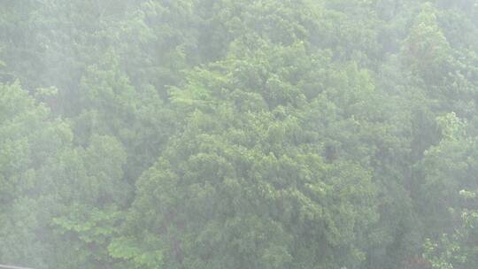 狂风暴雨风吹打树木森林下雨天