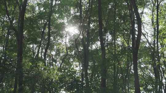 太阳透过树林照射下来视频素材模板下载