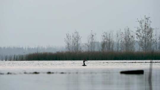 晚秋早晨湖面雾气与觅食的黑色野鸭