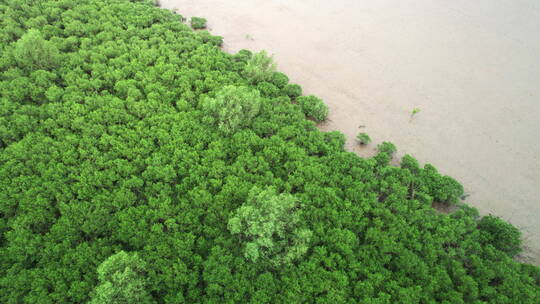 江门台山镇海湾红树林自然保护区航拍