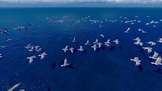 4k 一群海鸥在海面盘旋飞舞视频素材模板下载