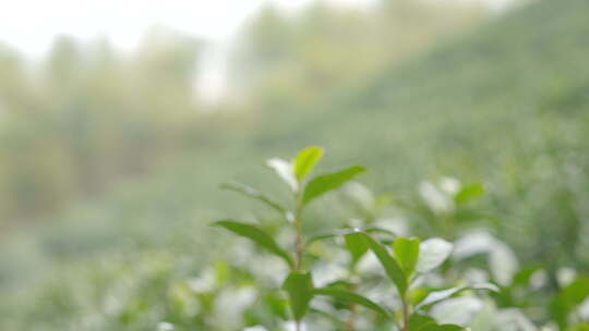 茶叶 春天 嫩叶 茶树 视频素材模板下载