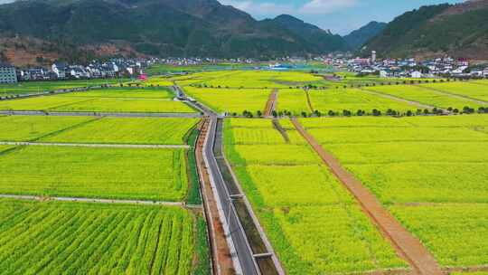 油菜花基地花海生态旅游素材