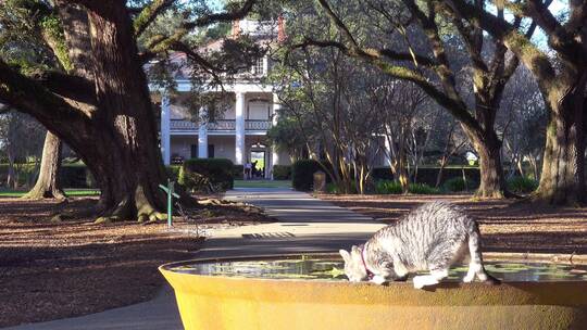 猫在橡树中的一个庄园里豪宅前的喷泉里喝水