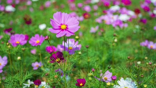 格桑花波斯菊花海