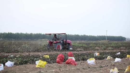 收红薯 邢台地瓜 丰收视频素材模板下载