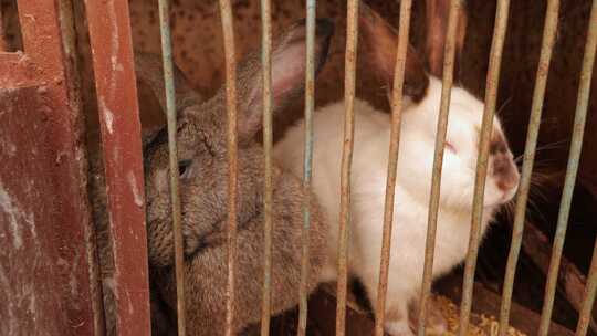 肮脏的小笼子里的灰色兔子农场上一只美丽兔