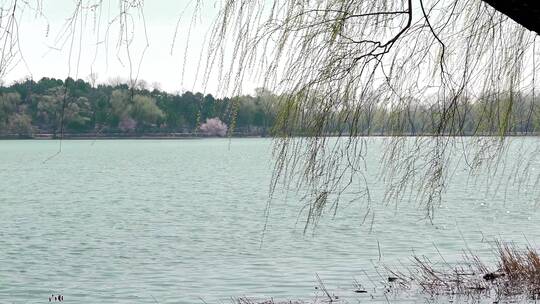 升格实拍初春北京颐和园西堤河岸