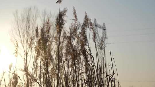 芦苇 风景 风光 草 湿地 夕阳 阳光