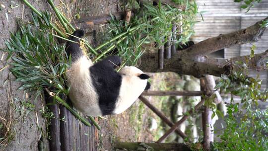 国宝大熊猫动物萌宠四川成都视频素材模板下载