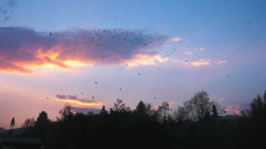 落日夕阳晚霞天空中飞翔的鸟群视频素材模板下载
