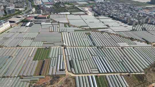 航拍农业大棚农业种植鲜花种植基地