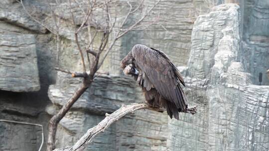 秃鹫秃鹰落在树枝休息梳理羽毛视频素材模板下载