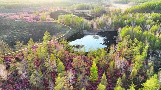 达尔滨湖火山熔岩台地湿地水泡