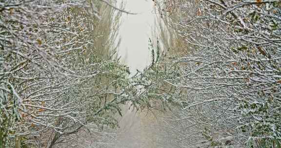 雪景冬天树枝上的积雪