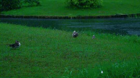 宣传片治愈系静谧下大雨杭州太子湾西湖