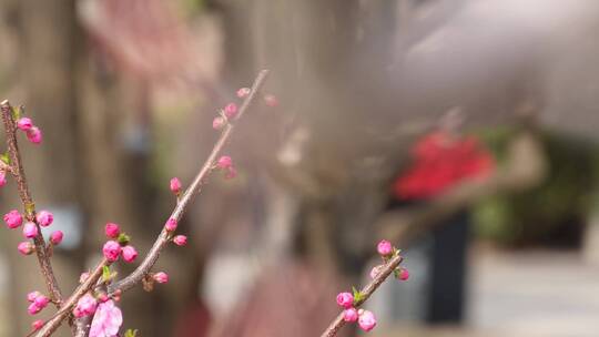 【镜头合集】天气回暖梅花桃花花蕾花苞花