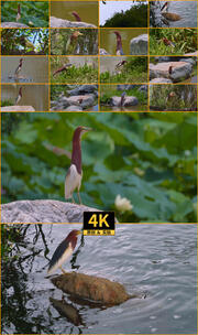 野生候鸟池鹭在公园里栖息活动合集高清在线视频素材下载