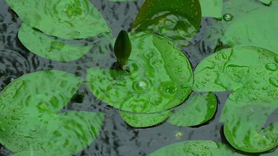 夏天暴雨，雨滴落在水里溅起水花