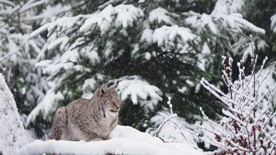 山猫，野猫，雪，物种