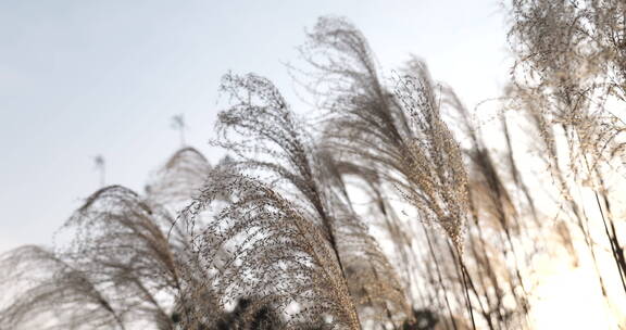 冬日微风下的唯美芦苇草美景景色