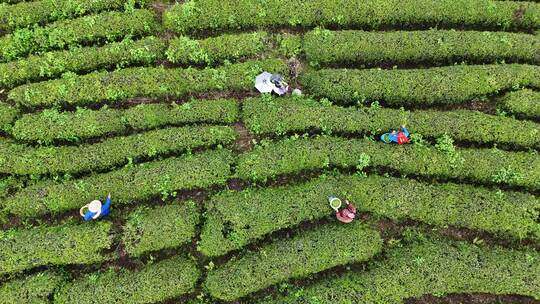 茶园采茶，春茶