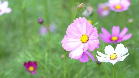 格桑花实拍