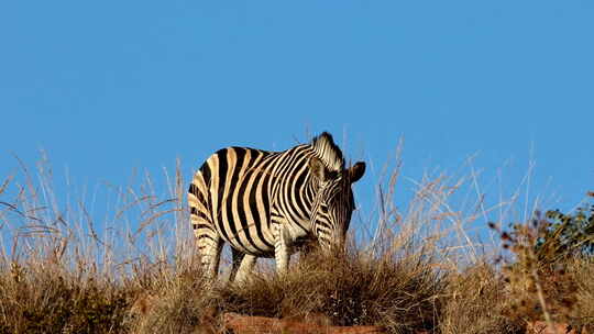 斑马（Equus quagga）站在山顶