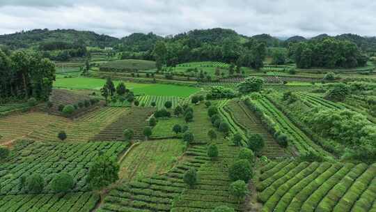 航拍贵州省遵义市湄潭县相间在山间的茶园