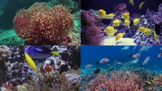 海洋馆宣传水族馆海洋生物合集