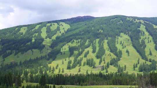 新疆北疆阿勒泰喀纳斯高山森林风景