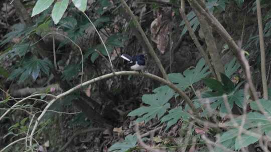 栖息在树枝上的一只黑白色小鸟