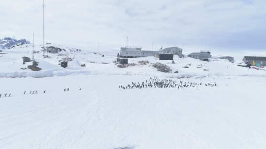 南极洲企鹅Vernadsky基地航拍视频素材模板下载