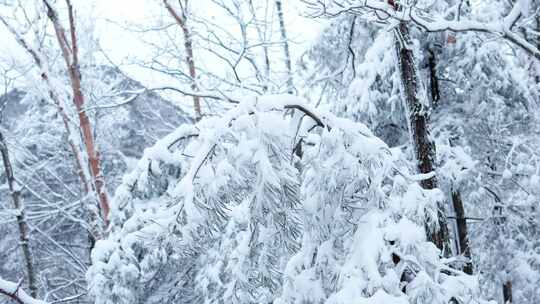 伏牛山冬季雪景雾凇