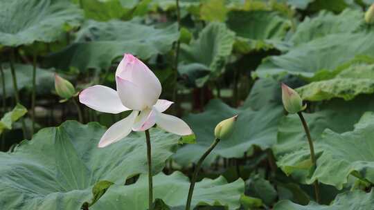 菡萏、荷花