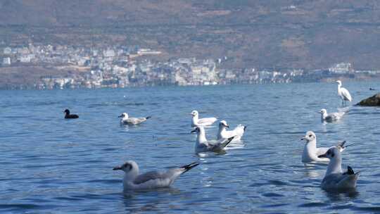 大理洱海海鸥海面特写视频素材 意境海面