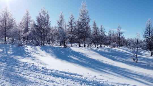 阳光下积雪覆盖树木的冬日景象